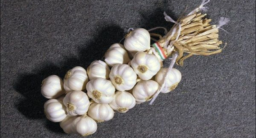 Jak svázat a splétat česnek pro skladování podle schématu?